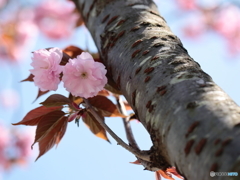 公園の春ー胴吹き八重桜