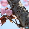 公園の春ー胴吹き八重桜
