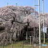 般若院 ～ 長寿桜・北面 ～