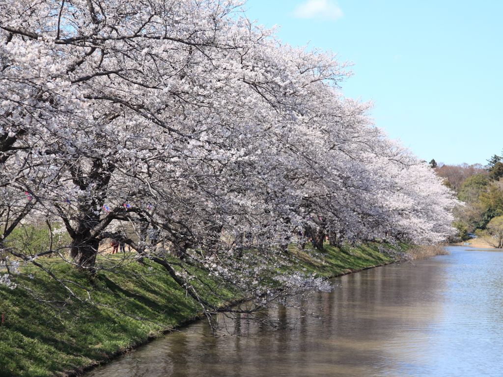 近隣桜名所めぐり 《 福岡堰 》