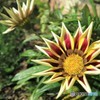 アリスの花