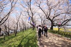 堤桜に酔う！