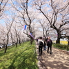 堤桜に酔う！
