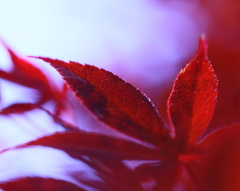 初夏の紅葉