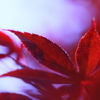 初夏の紅葉