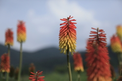 なんの花？