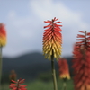 なんの花？