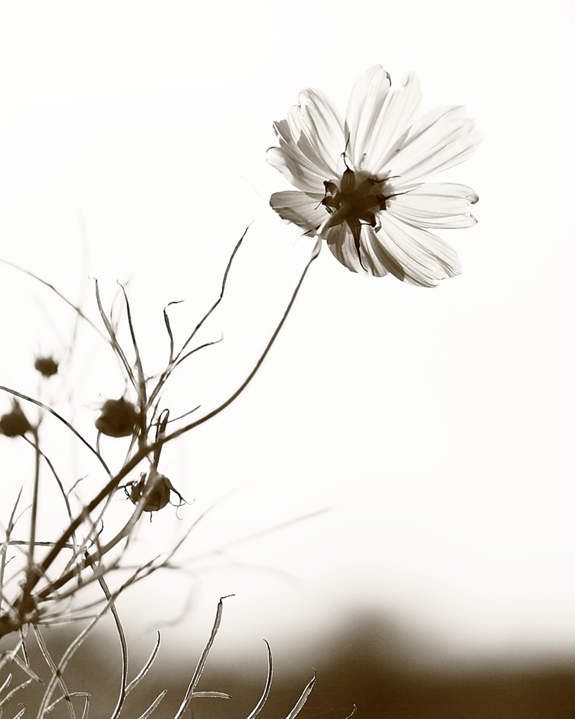 貴方好みの色に・・･･･