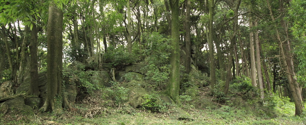 筑波石と山林