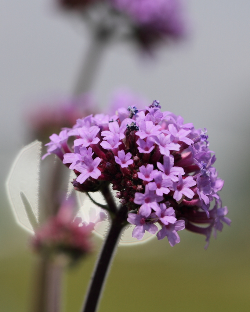 紫の花笠