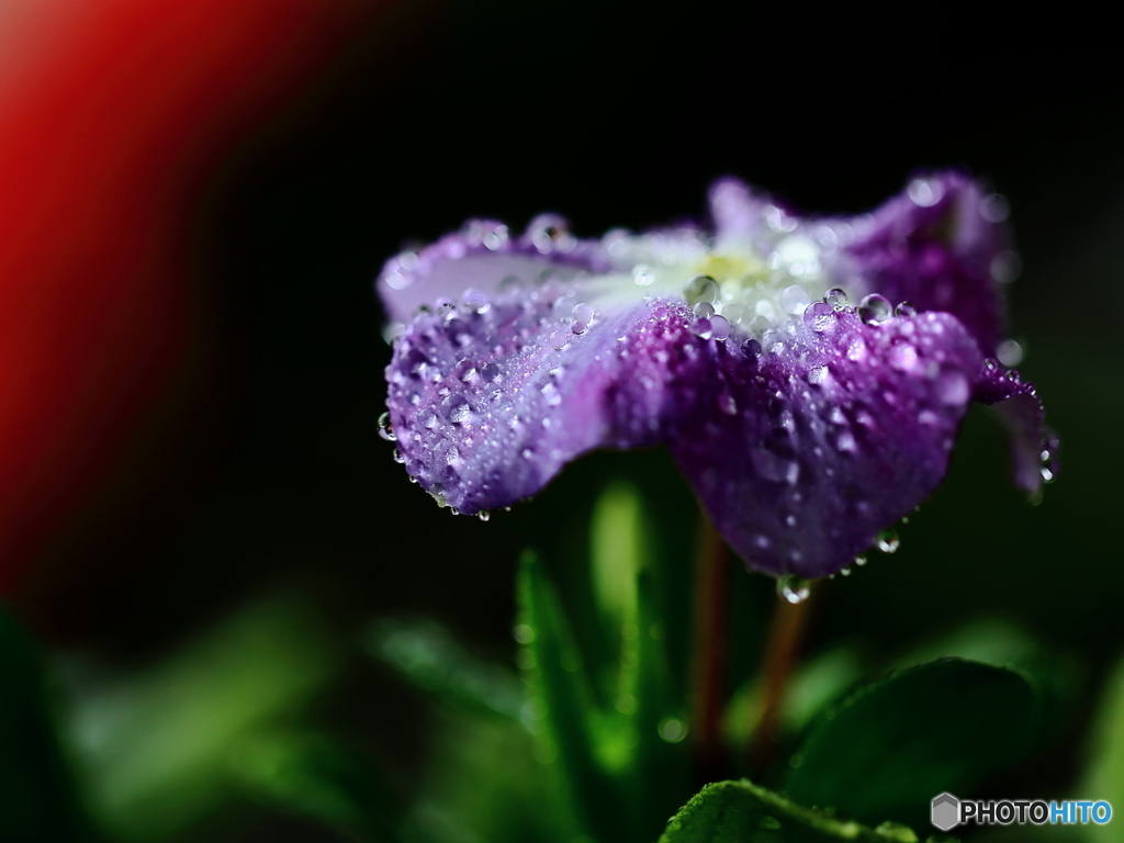 今日も雨 ☂