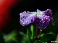 今日も雨 ☂