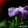 今日も雨 ☂