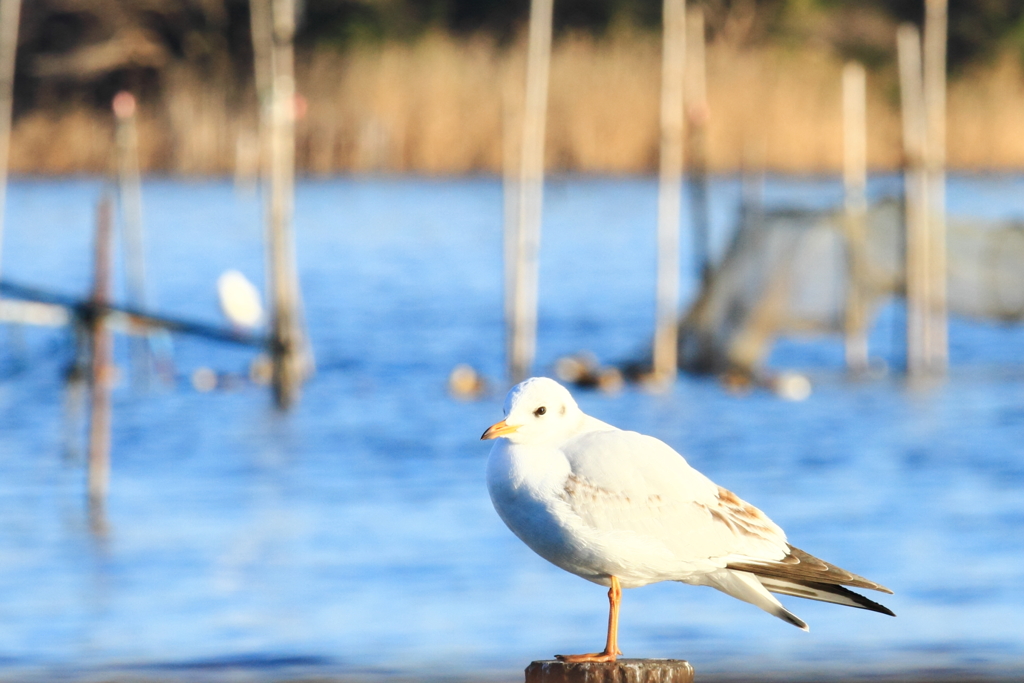 水鳥の楽園ーゆりかごめⅣ