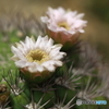 サボテンの花３