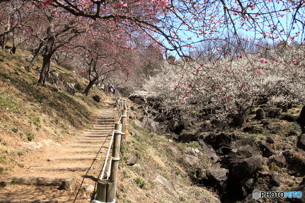 ❜18 筑波山梅まつり～至展望四阿～