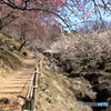 ❜18 筑波山梅まつり～至展望四阿～