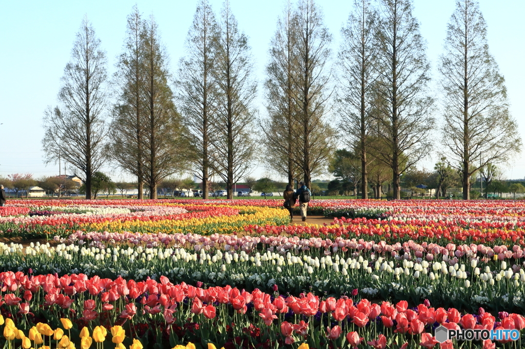 あけぼの山農業公園 ～ 花畑Ⅱ ～