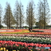 あけぼの山農業公園 ～ 花畑Ⅱ ～