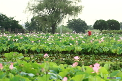 親水公園に遊ぶ