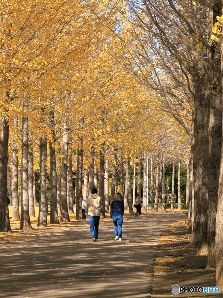 公園の秋 - 散歩 -