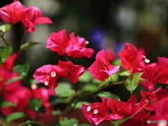 情熱の花