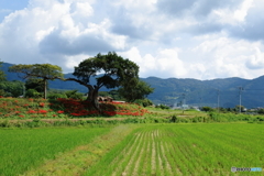 筑波山麓・田園風景Ⅰ