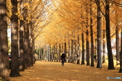 晩秋の公園模様ー走る人