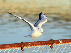 水鳥の楽園ーゆりかもめⅡ