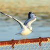 水鳥の楽園ーゆりかもめⅡ