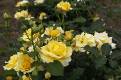 薔薇