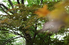 涼を求めて。