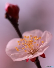 梅香Ⅰ
