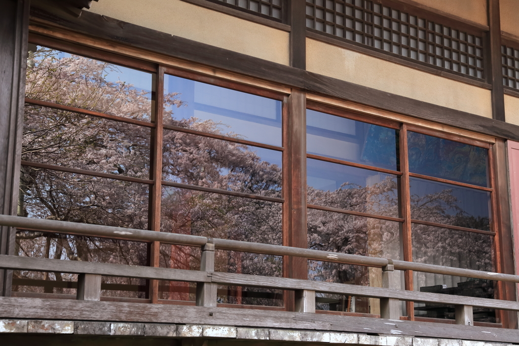 般若院の桜 ～ 硝子桜 ～