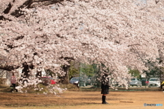 学園の桜 ～はい！チーズ～