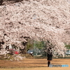 学園の桜 ～はい！チーズ～