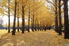 公園のイチョウ並木