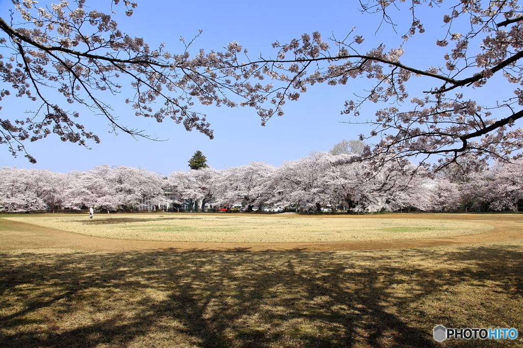 学園の桜～さくらまつり～