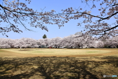 学園の桜～さくらまつり～