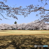 学園の桜～さくらまつり～