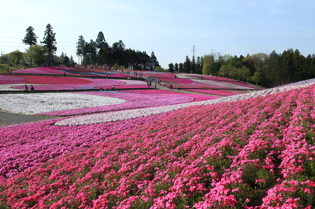 秩父・羊山公園