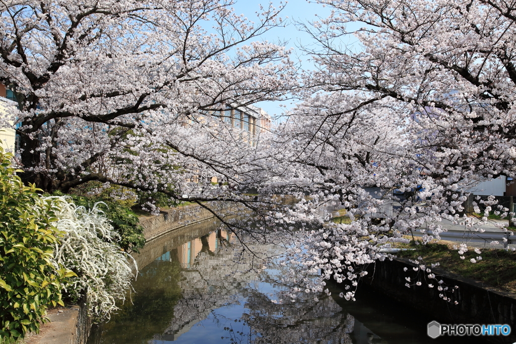 新川の桜 Ⅰ