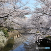 新川の桜 Ⅰ