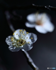 気品