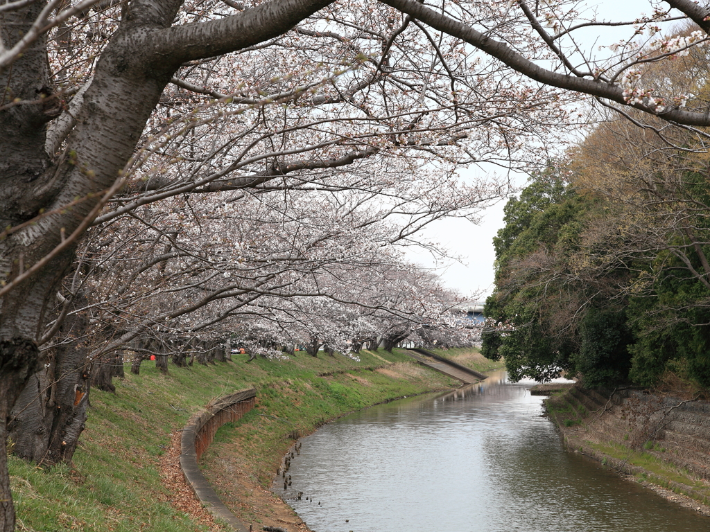 堤のさくら