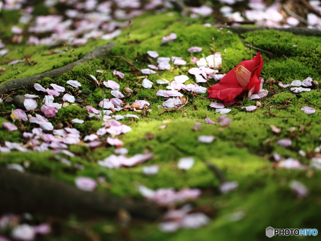花の命は儚くて・・・