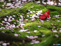 花の命は儚くて・・・