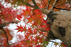 大樹の紅葉