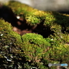 古木の風格