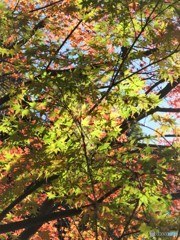 ささやかな紅葉Ⅱ